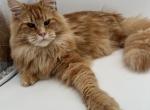 Monica - Maine Coon Cat For Sale - Brighton, CO, US