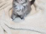 BLUE - Ragdoll Cat For Sale - Dallas, TX, US