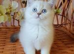 Lavanda - British Shorthair Cat For Sale - Miami, FL, US