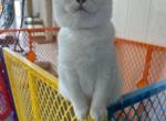 Mochi - British Shorthair Kitten For Sale - Jacksonville, FL, US