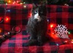 Oreo - Maine Coon Cat For Sale - Sugar Land, TX, US