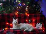 Princess - Maine Coon Cat For Sale - Sugar Land, TX, US