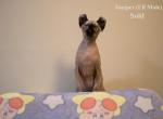 Holiday Special Charcoal Babies - Sphynx Kitten For Sale - Canfield, OH, US