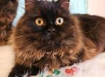 Zoomer - Persian Kitten For Sale - Lake Mary, FL, US