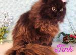 Tink - Persian Cat For Sale - Lake Mary, FL, US