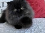 Sold Milo Black Persian Male Kitten - Persian Cat For Sale - Downingtown, PA, US