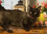 Zorro  Skookum male - Munchkin Cat For Sale - Salem, OR, US