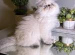 Olaf RESERVED - Himalayan Kitten For Sale - Tallahassee, FL, US