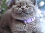 Elysia - British Shorthair Kitten For Sale - WA, US