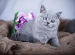 Barbie - British Shorthair Cat For Sale - Brooklyn, NY, US