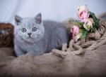 Baron - British Shorthair Cat For Sale - Brooklyn, NY, US