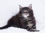 Xstar - Maine Coon Kitten For Sale - Brooklyn, NY, US