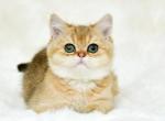 Albina - British Shorthair Cat For Sale - Brooklyn, NY, US