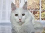 Joker - Maine Coon Cat For Sale - Brighton, CO, US