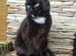 Indigo - Maine Coon Cat For Sale - Brighton, CO, US