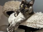 Bella Diana PENSILVANIYA - Maine Coon Kitten For Sale - New York, NY, US