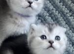 Snowflakes - Scottish Fold Cat For Sale - New York, NY, US