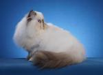 Tutti Fruiti - Himalayan Cat For Sale - Satellite Beach, FL, US