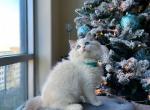 Kiwi the Cutest ragdoll kitten - Ragdoll Cat For Sale - State College, PA, US