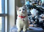 Valentino handsome boy - Ragdoll Cat For Sale - Indianapolis, IN, US