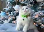 louis Friendly and social kitten - Ragdoll Cat For Sale - Fairfax, VA, US