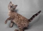 Ivy - Bengal Cat For Sale - Norwalk, CT, US