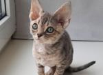 Mystic - Devon Rex Cat For Sale - Hollywood, FL, US