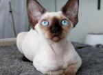 Lazura - Devon Rex Cat For Sale - Brooklyn, NY, US