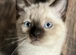 Siamese kittens male and female - Siamese Cat For Sale - IL, US