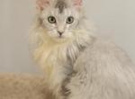 Rosie - Maine Coon Cat For Sale - NY, US