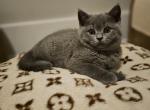 Bentley Bleu - British Shorthair Kitten For Sale - Grand Rapids, MI, US