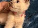 Blue point male - Siamese Kitten For Sale - Inglis, FL, US