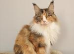 Fortune - Maine Coon Cat For Sale - NY, US