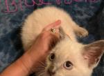 Blue point female - Siamese Kitten For Sale - Inglis, FL, US