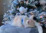 Sweet Apricot - Maine Coon Cat For Sale - Fairfax, VA, US