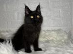 Oreo - Maine Coon Cat For Sale - NY, US