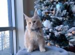 Simba cool red silver color - Maine Coon Cat For Sale - Fairfax, VA, US