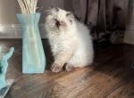 Pepper - Himalayan Cat For Sale - Allen, TX, US