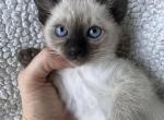 Available Now Thai Burmese Kittens - Burmese Kitten For Sale - Dallas, TX, US