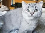 Blue Ticked Silver Chinchilla - Scottish Straight Cat For Sale - Huntington Beach, CA, US