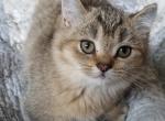 Golden Fawn Boy - Scottish Straight Cat For Sale - Huntington Beach, CA, US