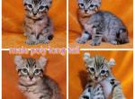 Christmas male - Highlander Kitten For Sale - Monroe, MI, US