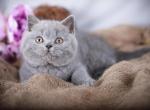 Baloo British - British Shorthair Cat For Sale - Brooklyn, NY, US