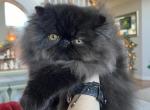 MILO - Persian Kitten For Sale - 