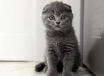 Barbie - Scottish Fold Cat For Sale - Hollywood, FL, US