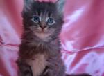 Amur - Maine Coon Kitten For Sale - New York, NY, US