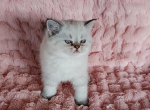 Scottish Fold Blue Eyes 1 - Scottish Fold Kitten For Sale - Las Vegas, NV, US
