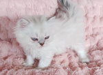 boy   blue eyes 2 - Scottish Fold Kitten For Sale - Las Vegas, NV, US