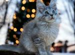 Love - Maine Coon Cat For Sale - Hollywood, FL, US