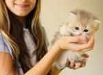 British kittens - British Shorthair Kitten For Sale - 